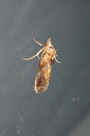 Erebidae - Plusiodonta compressipalpa