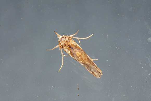 Erebidae - Plusiodonta compressipalpa