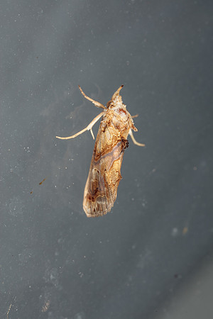 Erebidae - Plusiodonta compressipalpa