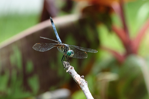 Pachydiplax longipennis - Blue Dasher - male