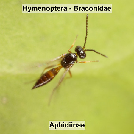 Hymenoptera - Braconidae - Aphidiinae sp.