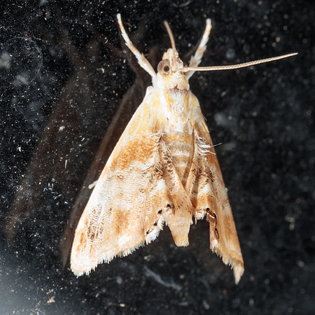 Crambidae - Dicymolomia julianalis