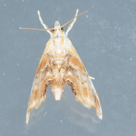 Crambidae - Dicymolomia julianalis