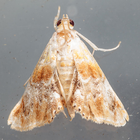 Crambidae - Dicymolomia julianalis