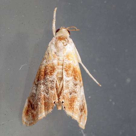 Crambidae - Dicymolomia julianalis