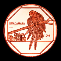 Copper Macaw