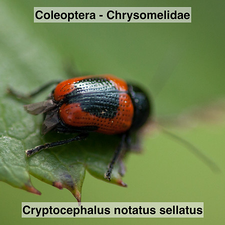Coleoptera - Chrysomelidae - Cryptocephalus notatus sellatus