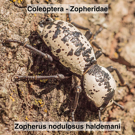 Coleoptera - Zopheridae - Zopherus nodulosus haldemani