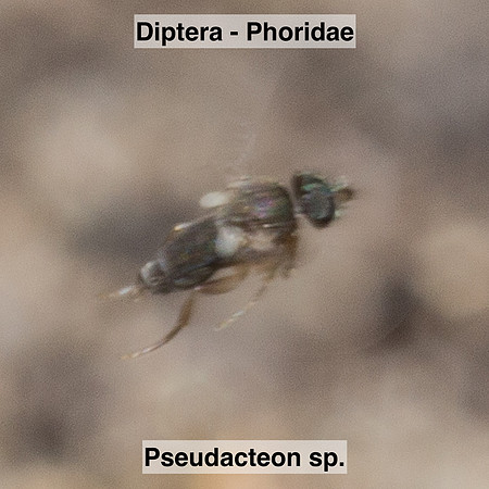 Diptera - Phoridae - Pseudacteon sp.