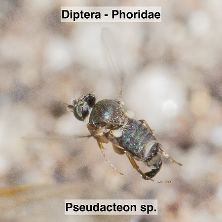Diptera - Phoridae - Pseudacteon sp.