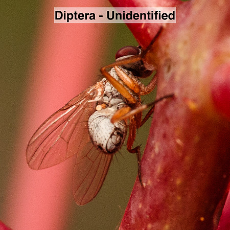 Diptera -- Unidentified