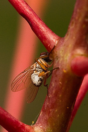 Diptera -- unidentified