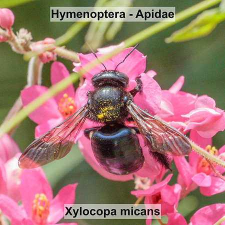 Hymenoptera - Apidae - Xylocopa micans
