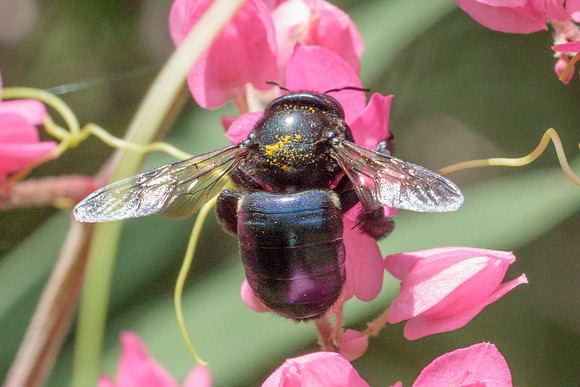 Hymenoptera - Apidae - Xylocopa micans