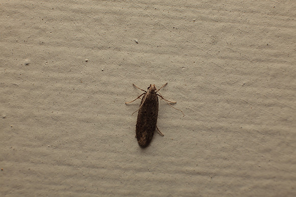 Gelechioidea - Unidentified