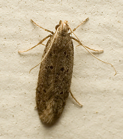 Gelechioidea - Unidentified
