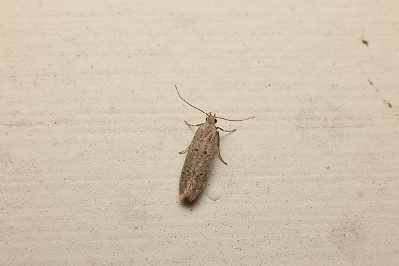 Gelechioidea - Unidentified