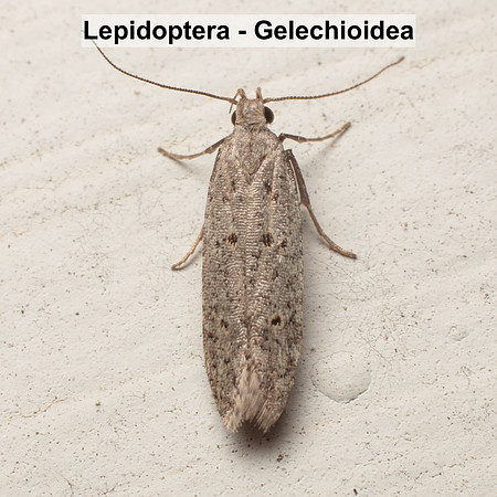 Gelechioidea - Unidentified