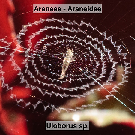 Araneae - Araneidae - Uloborus sp.