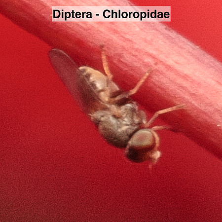 Diptera - Chloropidae -- Unidentified