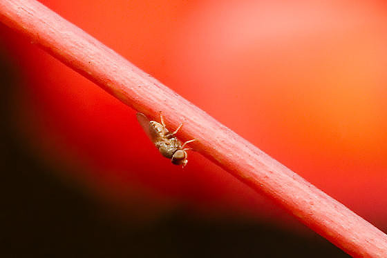 Chloropidae (Frit Flies)