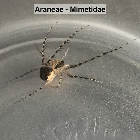 Araneae - Mimetidae -- Unidentified