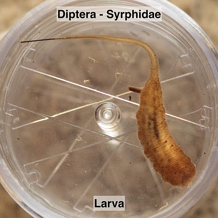 Diptera - Syrphidae -- Unidentified - larva