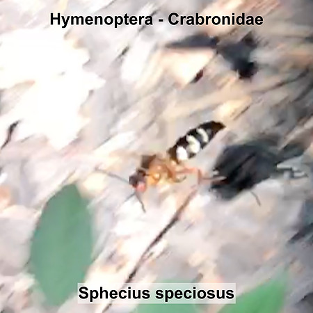 Hymenoptera - Crabronidae - Sphecius speciosus