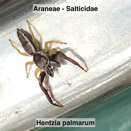 Araneae - Salticidae - Hentzia palmarum