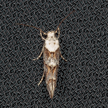 Momphidae - Mompha murtfeldtella