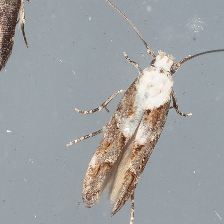 Momphidae - Mompha murtfeldtella