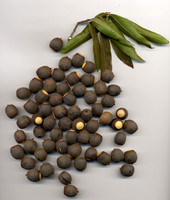 Quercus phellos