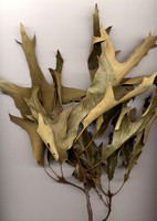 Quercus falcata