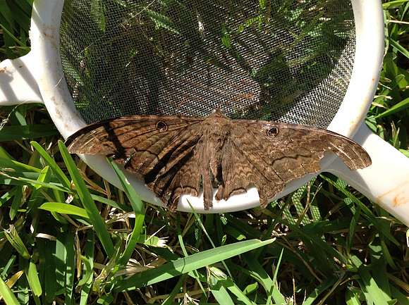 Erebidae - Ascalapha odorata