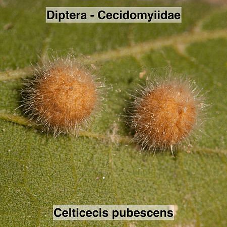Diptera - Cecidomyiidae - Celticecis pubescens