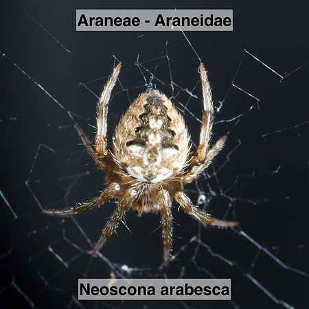 Araneae - Araneidae - Neoscona arabesca