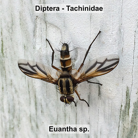 Diptera - Tachinidae - Euantha sp.