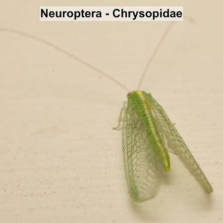 Neuroptera - Chrysopidae