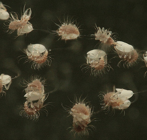 Chrysopidae