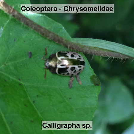 Coleoptera - Chrysomelidae - Calligrapha sp.