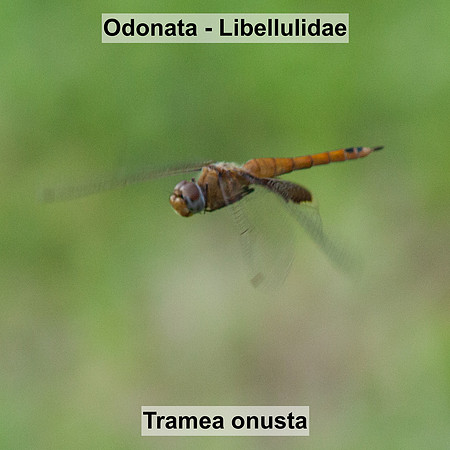 Odonata - Libellulidae - Tramea onusta
