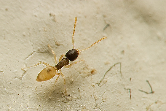 Hymenoptera - Formicidae - Tapinoma melanocephala