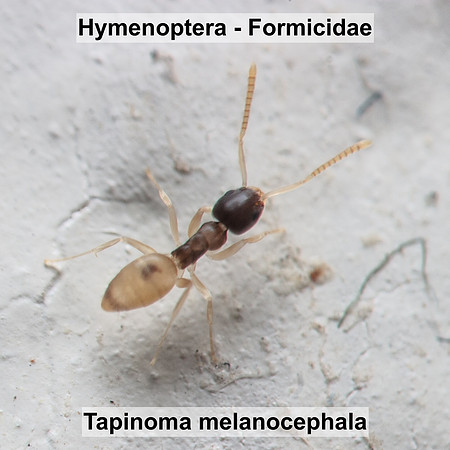 Hymenoptera - Formicidae - Tapinoma melanocephala