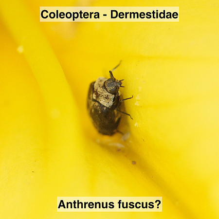Coleoptera - Dermestidae - Anthrenus fuscus?