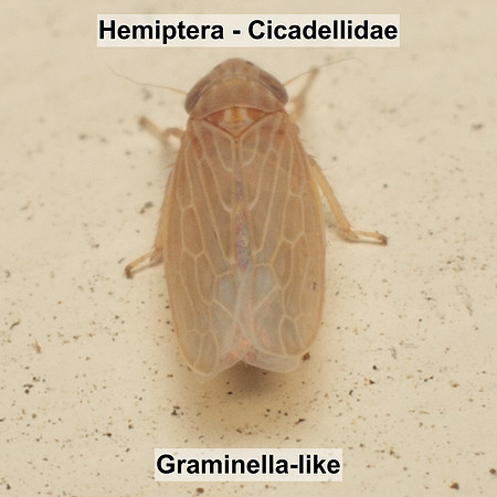 Hemiptera - Cicadellidae -- Unidentified Graminella-like