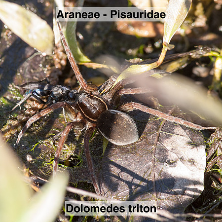 Araneae - Pisauridae - Dolomedes triton