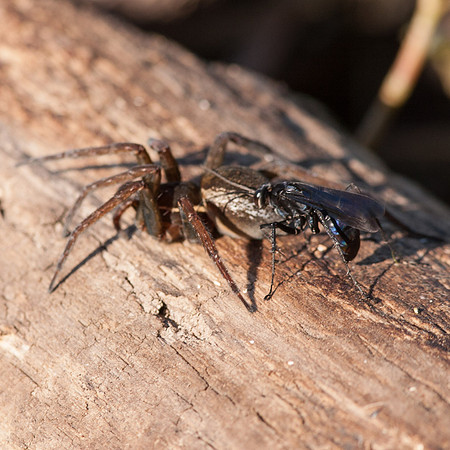 Dolomedes triton fishing spider and Anoplius wasp.