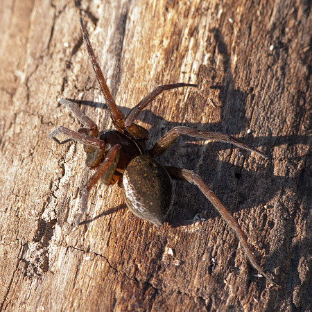 Dolomedes triton fishing spider and Anoplius wasp.
