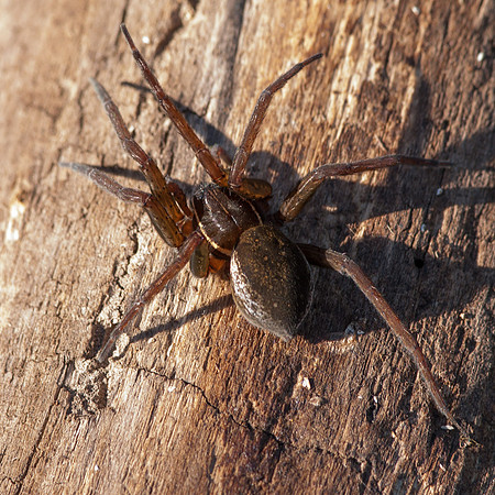 Dolomedes triton fishing spider and Anoplius wasp.
