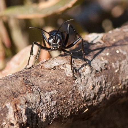 Dolomedes triton fishing spider and Anoplius wasp.